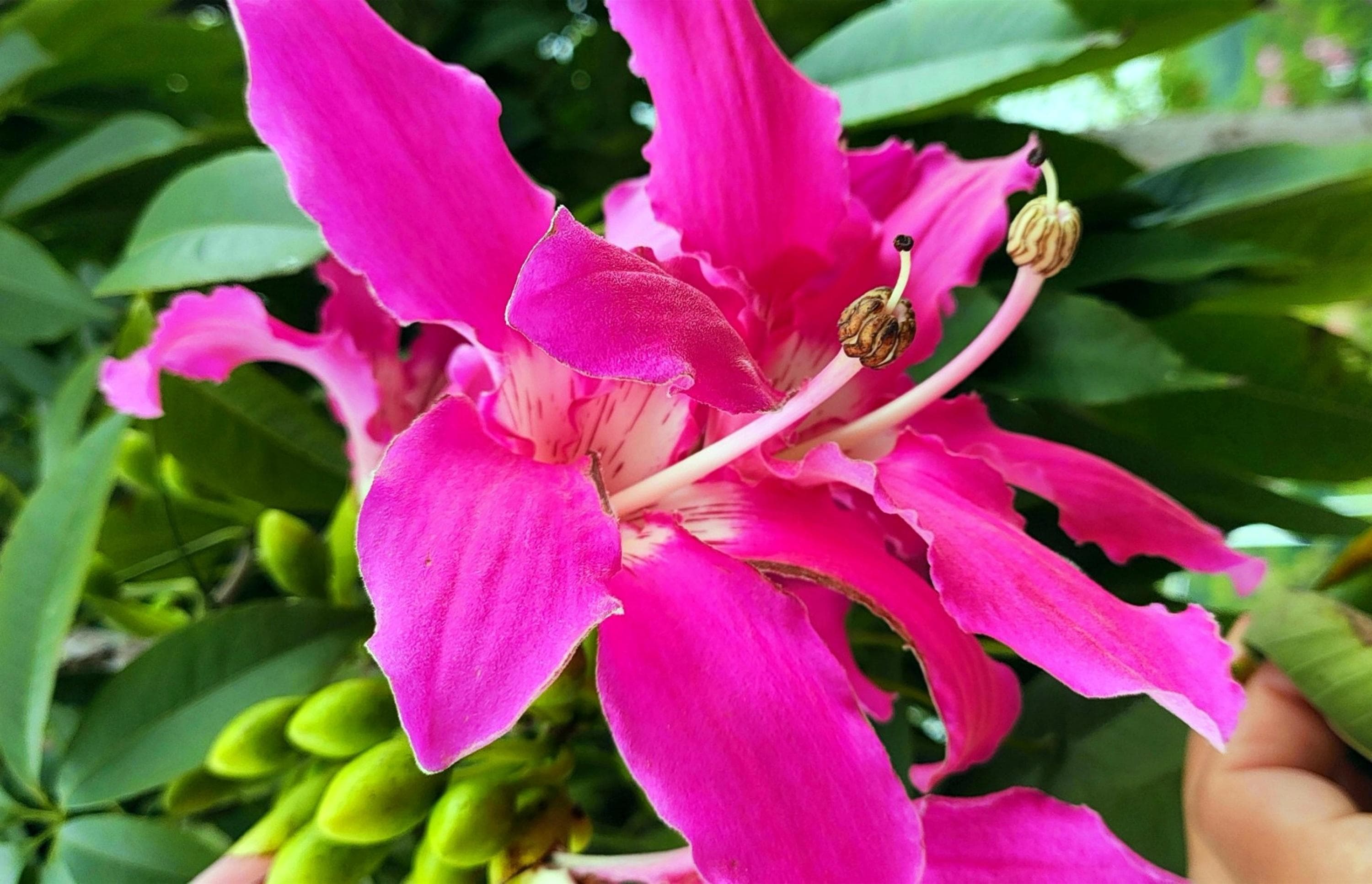 探秘美丽异木棉：自然界的"棉花糖"与生态智慧