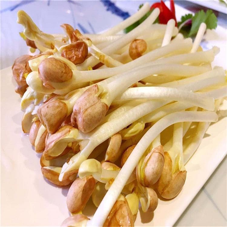 芽苗菜种植指南：四大关键步骤详解