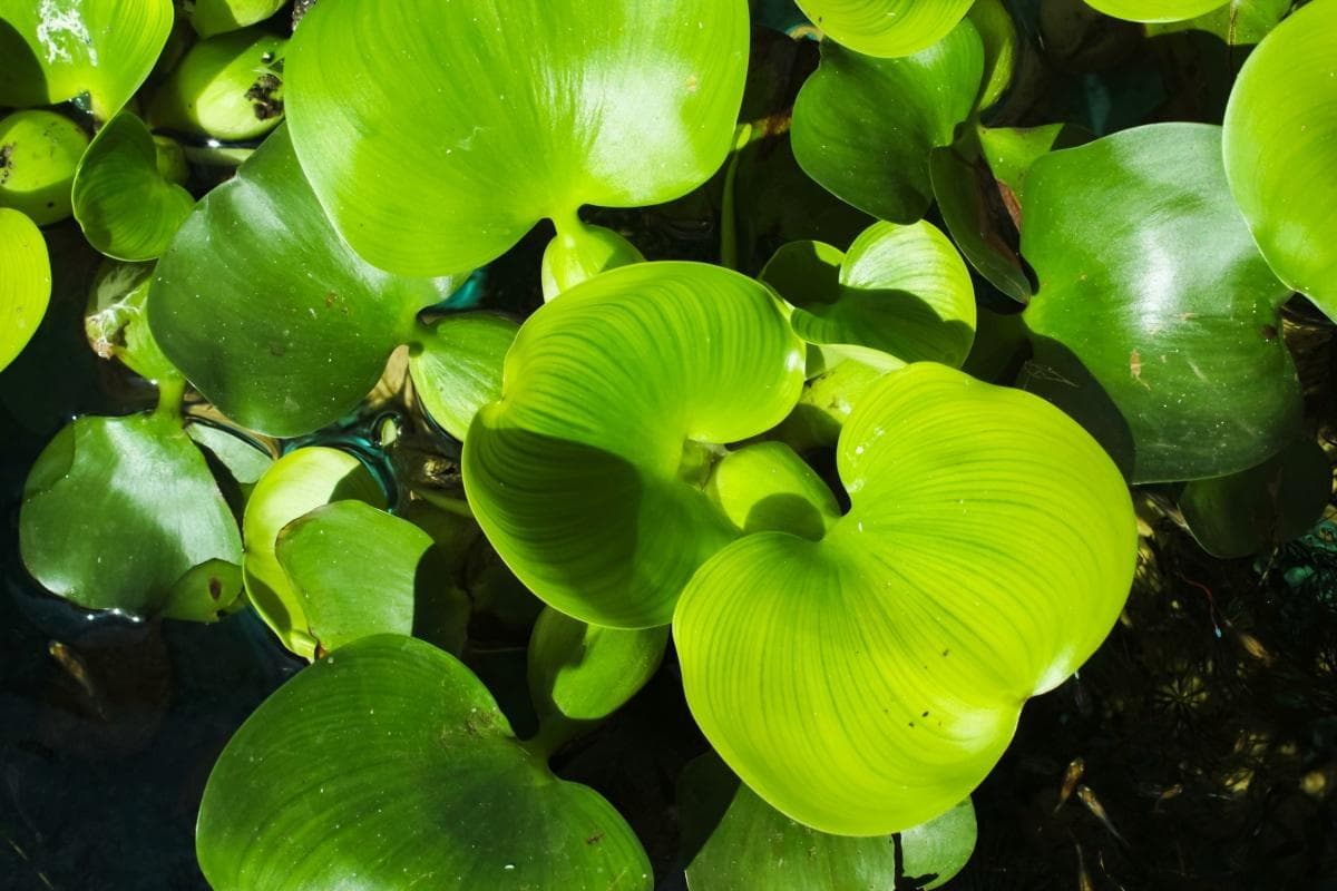 轻松上手：水葫芦的养殖方法与注意事项