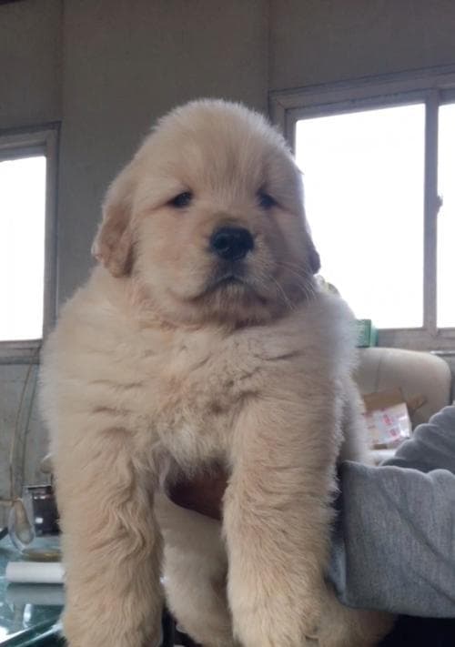 如何科学喂养狗狗幼犬，让其健康白胖（幼犬喂食时间表及关键要点）