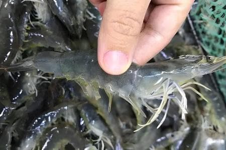 罗氏沼虾养殖方法详解
