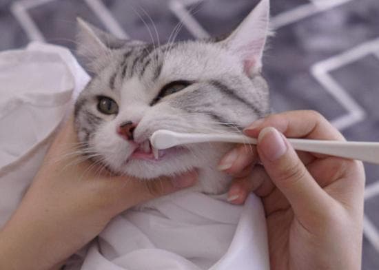 猫咪口腔保健，从刷牙开始