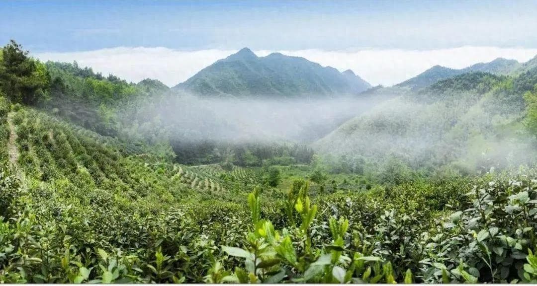安溪铁观音茶文化的九大价值