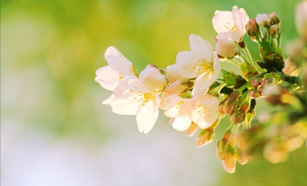 春日养肝正当时：玫瑰、金银花、茉莉花茶的功效与搭配