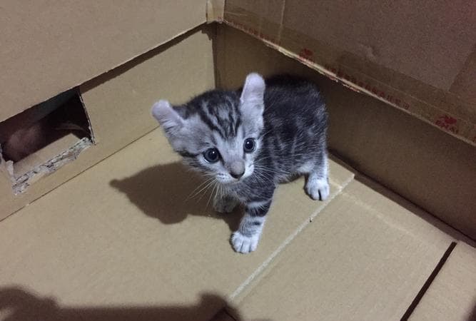 梦见自己养的猫：梦境解析与象征意义