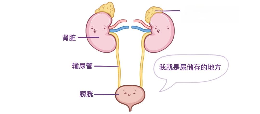 医学科普：肾脏的结构与功能详解