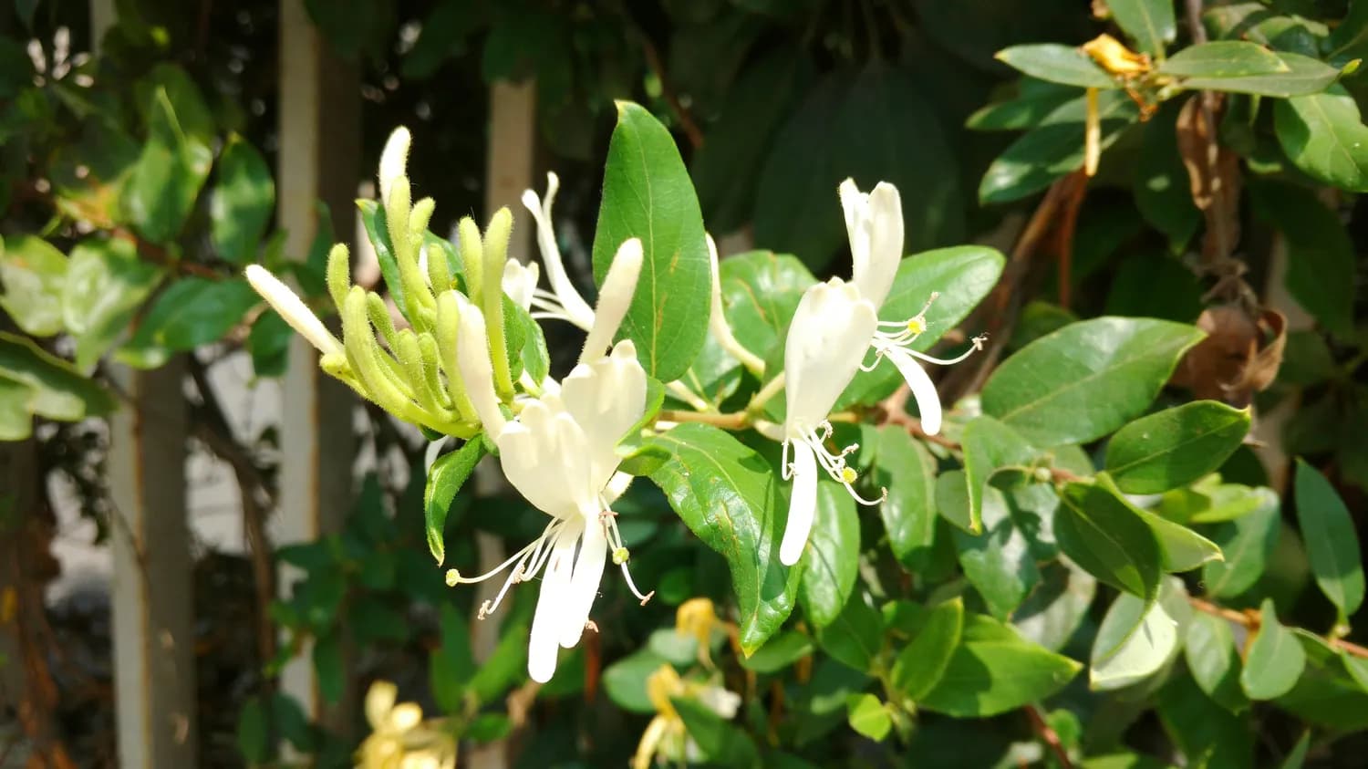 《中国药典》教你辨识真伪金银花