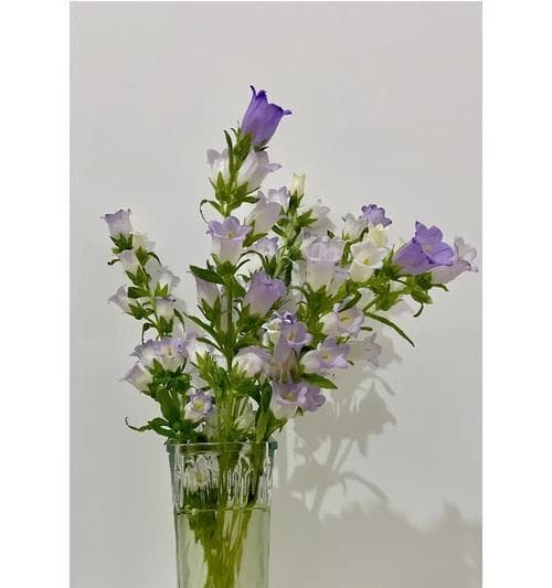 绚丽多彩的风铃花花语（揭示风铃花不同颜色的含义）