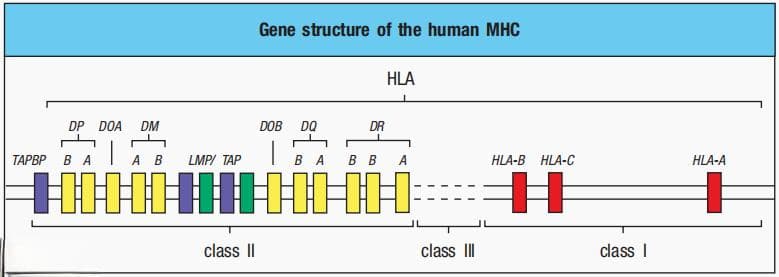 MHC分子：免疫系统中的关键桥梁，揭秘人体防御机制