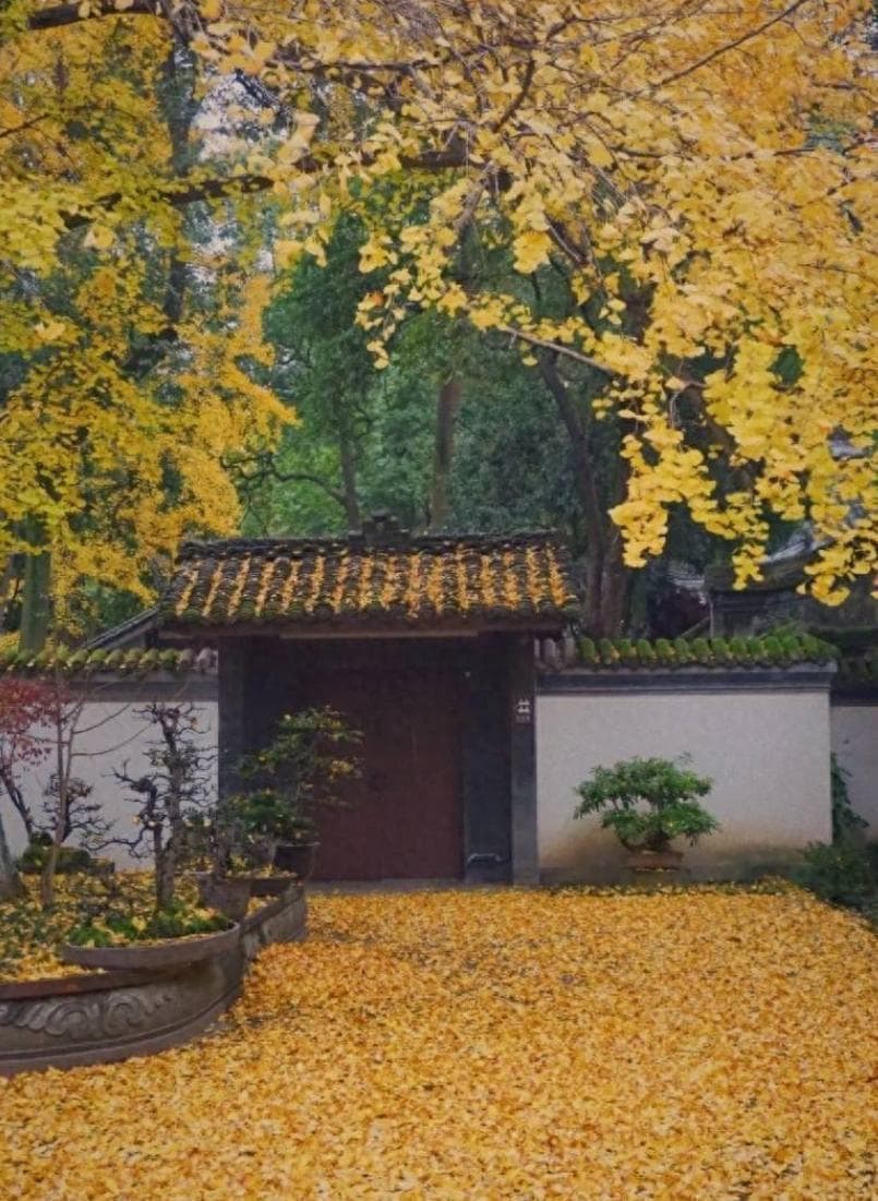 成都赏秋打卡地：银杏黄了，老年人扎堆啦