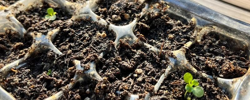 紫罗兰的种植方法：播种与水培全攻略