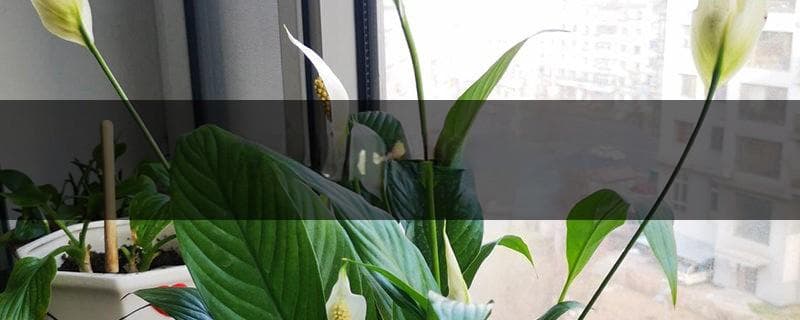 白掌怎么才能养长得快