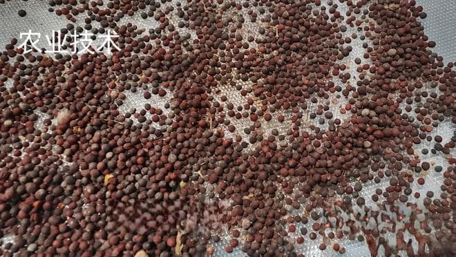 小白菜适合什么时候种植？小白菜的种植方法及注意事项