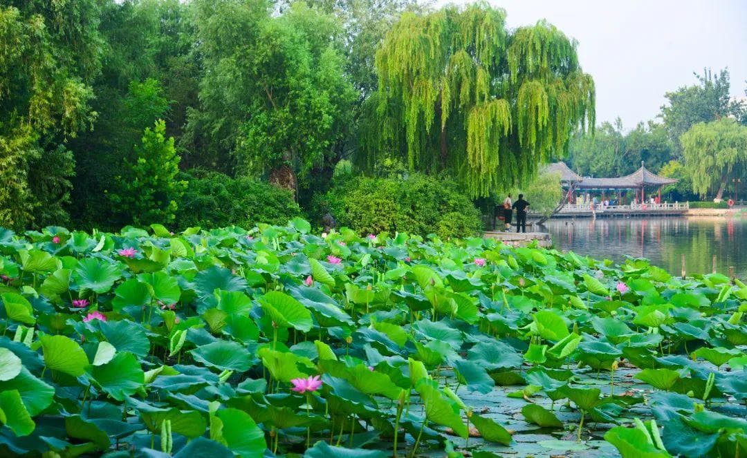 大明湖荷花品种大赏，你最爱哪一款？