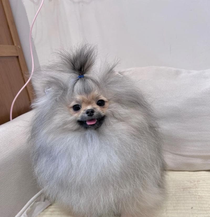 探寻小体博美的独特魅力（揭秘小体博美的品种特点和养护技巧）