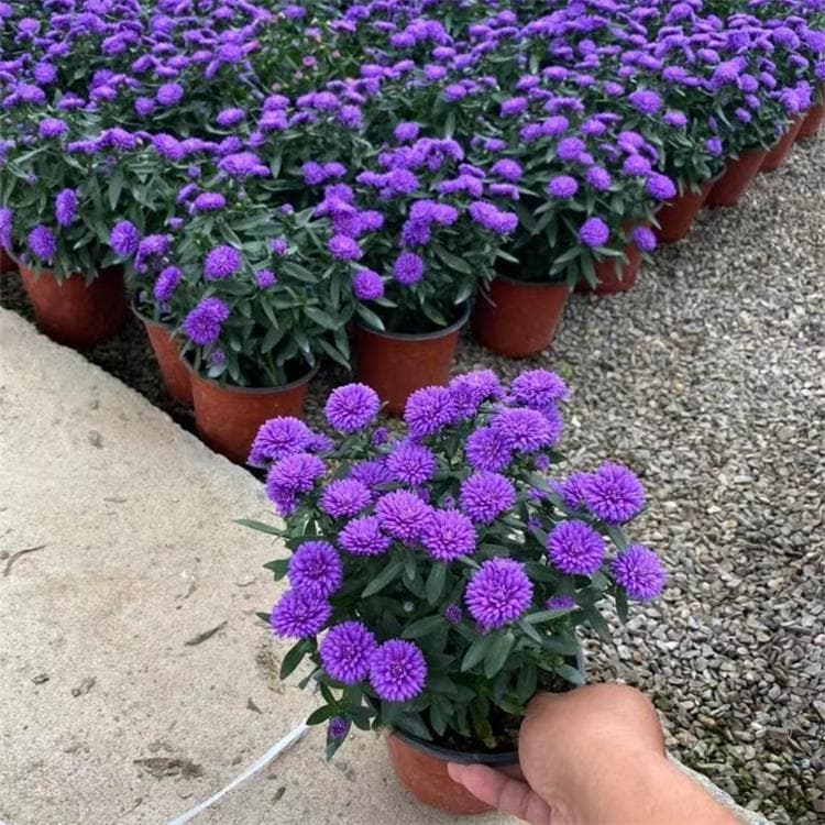 胎菊与菊花的区别