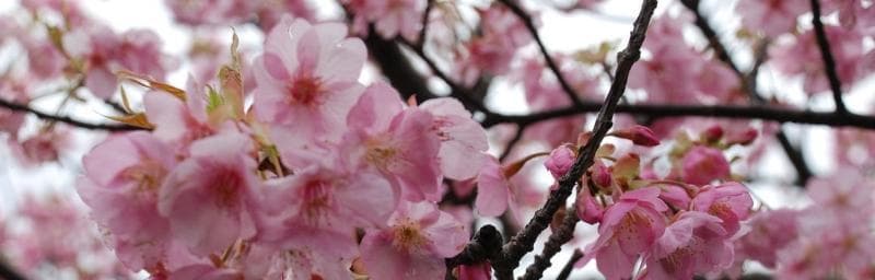 樱花的神话传说：三个动人的樱花故事