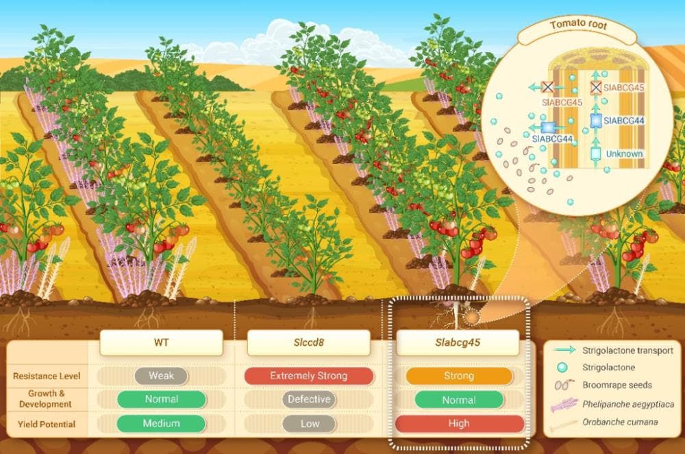 破解列当寄生病害的分子密钥：番茄独脚金内酯转运基因的鉴定和精准编辑
