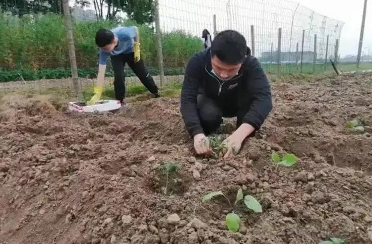 想吃“有机蔬菜”，不妨种这6种，不打农药，管理简单，新手也可试试