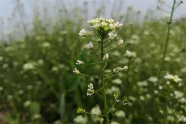 三月三荠菜花美诗五首：荠花撩乱春如海，记得年时三月三