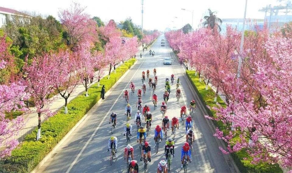 四季赏花不迷路！昆明最全赏花地图来了