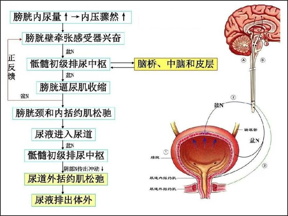 老年人尿失禁的诊治 —— 神经学与泌尿学的碰撞