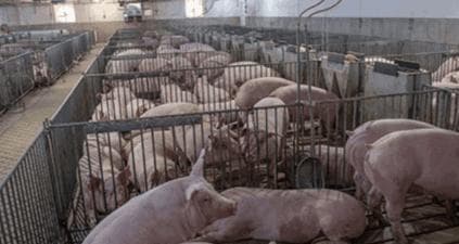 研究揭示：阉割公猪和母猪之间存在显著生长性能差异
