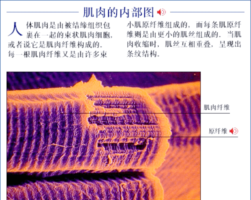 运动解剖学视角：骨骼肌的内部构造与功能