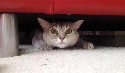 猫咪也会有创伤后应激障碍吗？