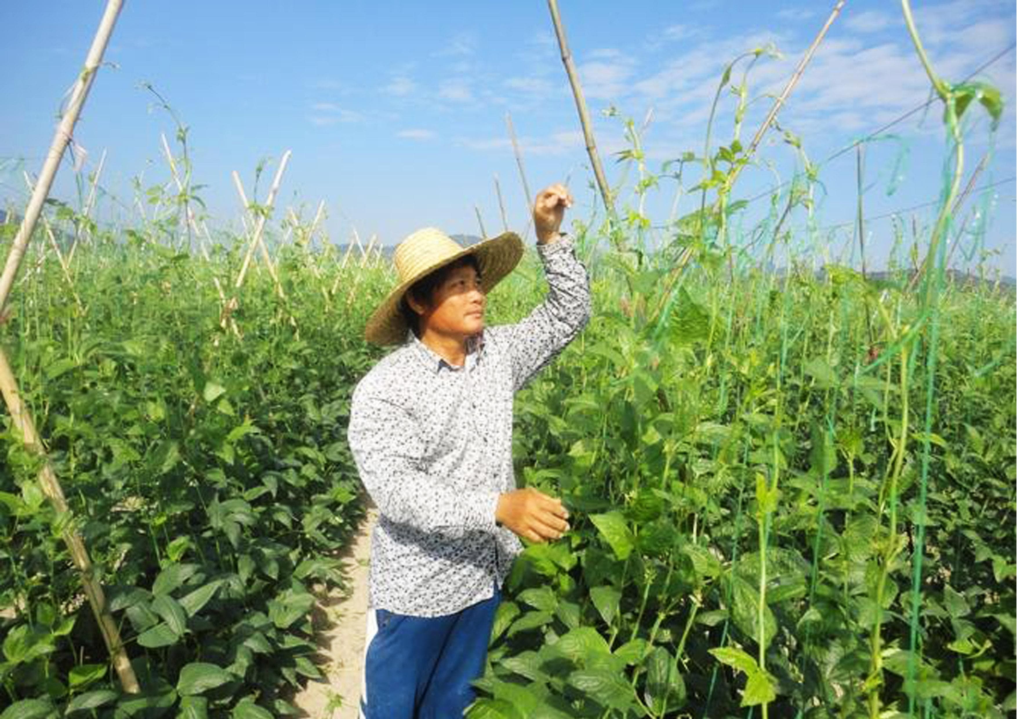 夏季种豆角结得少？采摘期短拉秧早？只需一招就能让豆角上下结荚产量翻倍