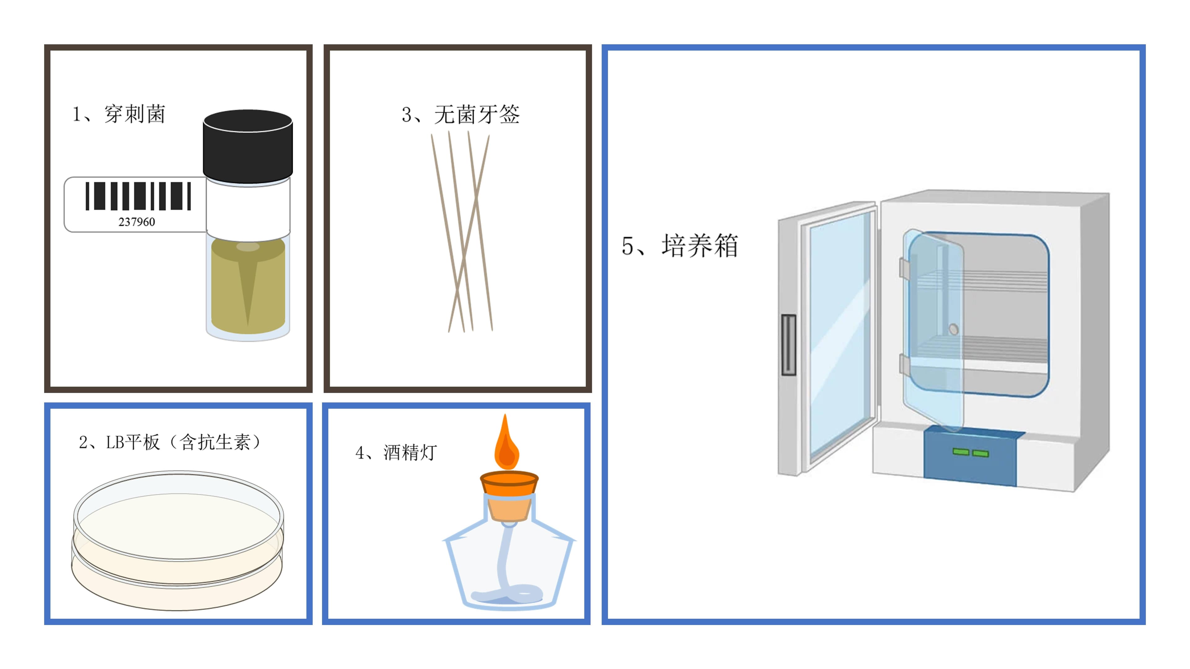 Addgene质粒的穿刺菌制备、保存及单克隆复苏详细指南