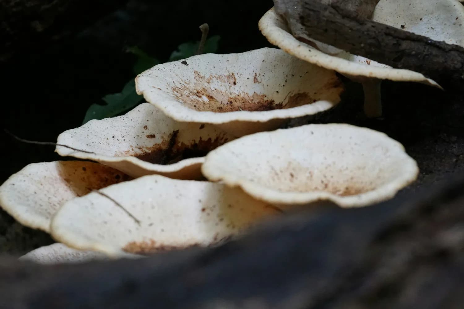 虎奶菌抗癌效果如何？科学解读来了