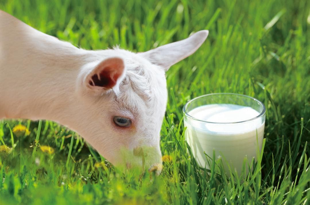 哈鲜羊奶：乳中黄金的营养密码