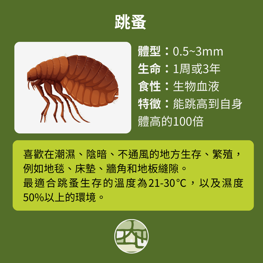 麻煩的吸血小蟲：跳蚤