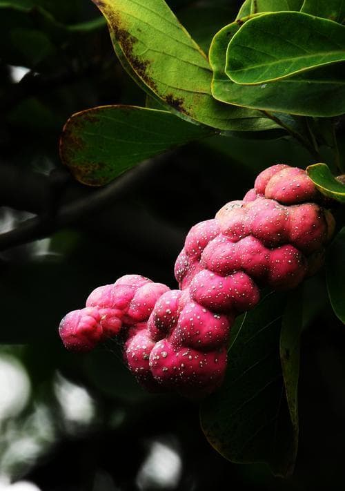 玉兰花果实的功效与应用（探寻玉兰花果实的营养价值和医疗应用）