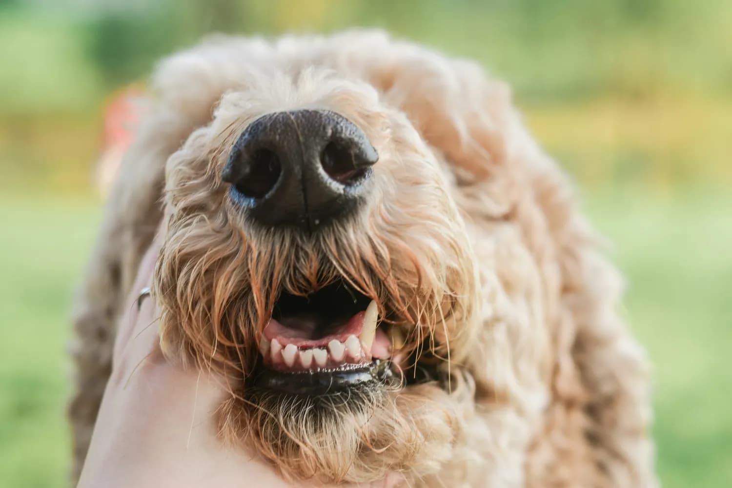 泰迪犬口腔和耳朵护理全攻略
