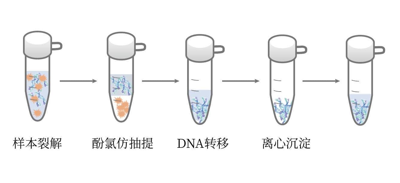 酚/氯仿抽提DNA原理与步骤