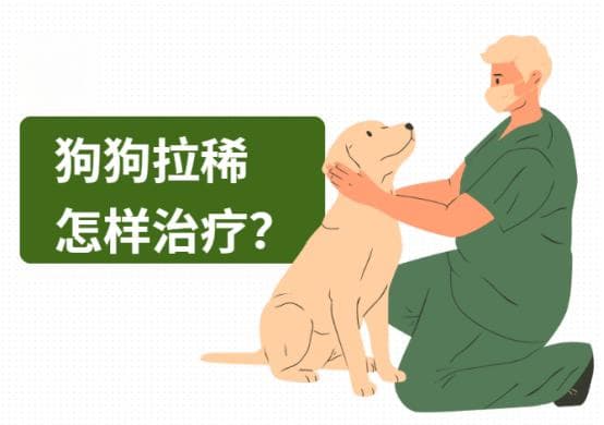 狗狗拉稀怎么办？3天快速恢复指南，铲屎官必看！