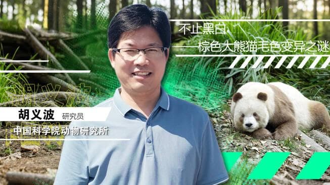 科学揭秘：棕色大熊猫的毛色之谜