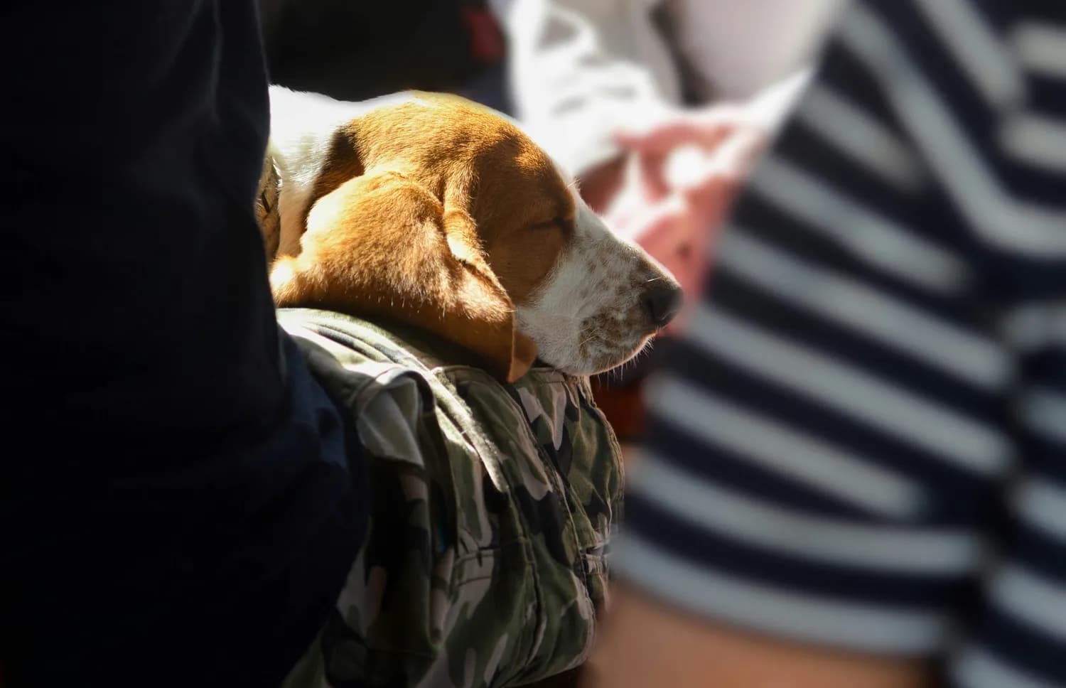 广州退役军犬免费领养！你符合条件吗？