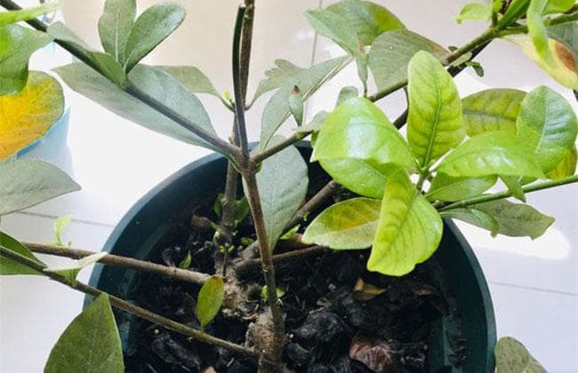 栀子花浇水方法和注意事项