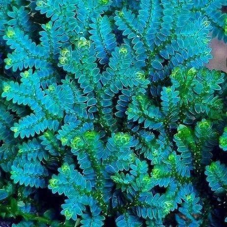 卷柏（还魂草）：一种有着彩虹色叶子的美丽植物