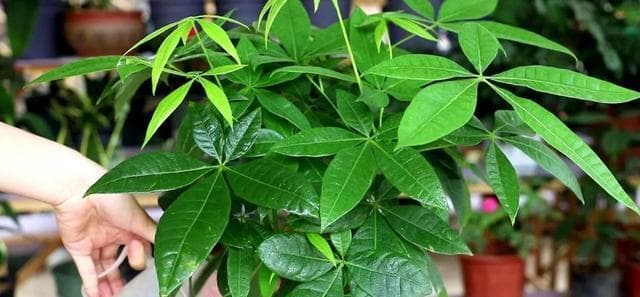 发财树是喜阳植物还是喜阴植物？（探究发财树的光照要求，让你的发财树茁壮成长）