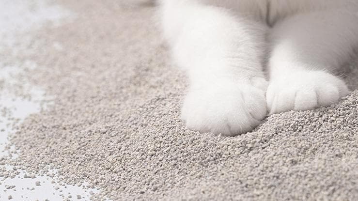 6类「猫砂」全面对比，如何为你的毛宝贝选择最佳“屎”伴？