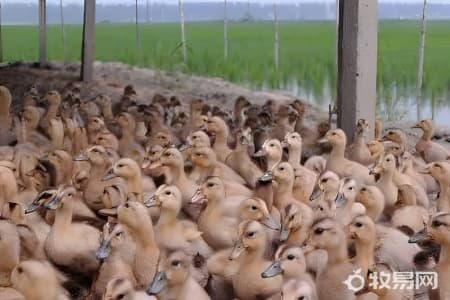 如何养柯尔鸭？柯尔鸭饲养全攻略