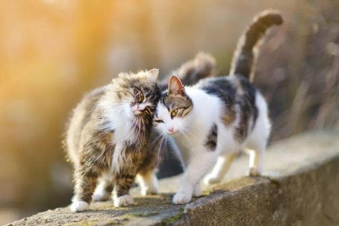 “猫”为什么不在十二生肖里？