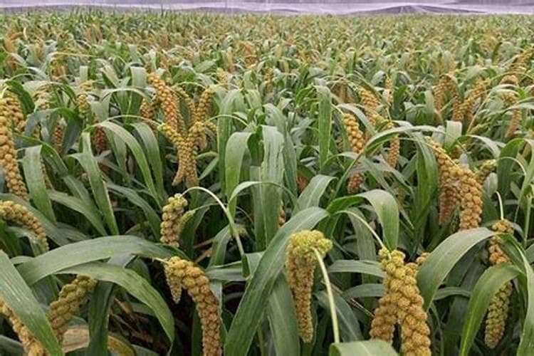谷子种植行距和株距多少合适？种植密度参考表