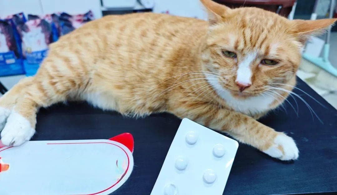 一片感冒药能毒死猫2次，这些药千万收好！