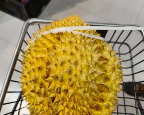 榴莲在哪里长？全球榴莲分布及主要产地