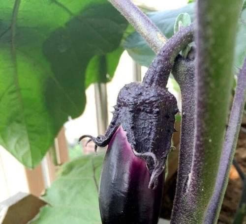 茄子种植全攻略：从时间到方法，让你在家也能种出优质茄子